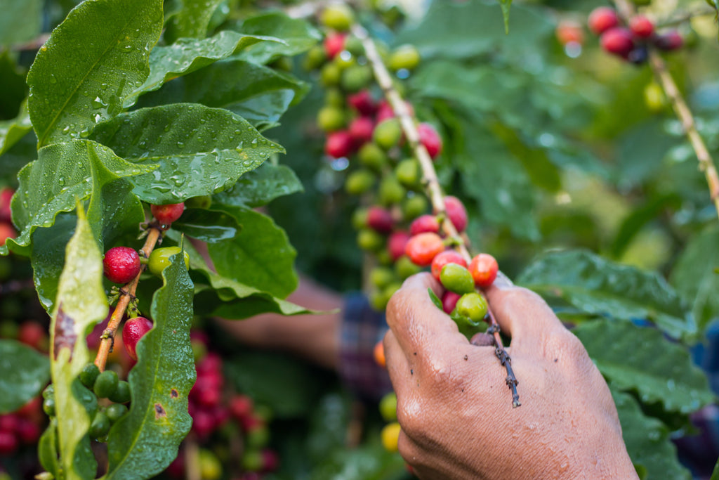 CAFÉ LA FINCA TRADICIONAL